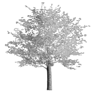 Small picture of a gingko tree, centered above Dana's bio.